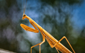 Brown Mantis, Archimantis latistyla