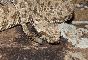 Spider Tailed Viper, Pseudocerastes urarachnoides