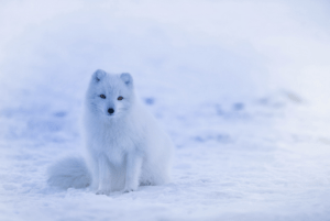 Arctic Fox, Vulpes lagopus