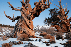 Bristlecone Pine