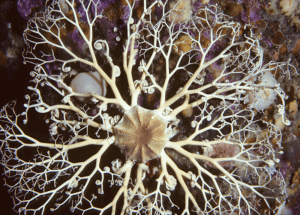 Basket Star