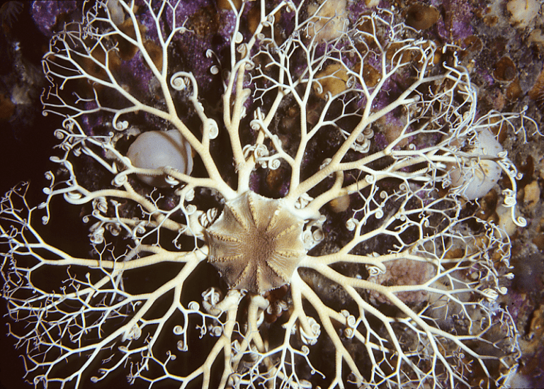 Basket Star l Remarkable Creature - Our Breathing Planet