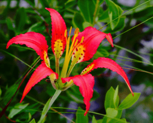 Pine Lily, Lilium catesbaei