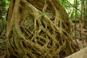 Strangler Fig