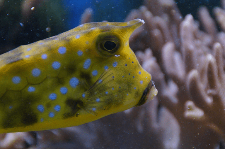 Boxfish l Dazzling Small Creature - Our Breathing Planet