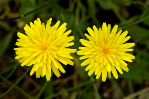 Snowdonia Hawkweed, Hieracium snowdoniense