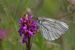 Black Veined White, Aporia crataegi