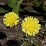 Snowdonia Hawkweed l Epic Danger - Our Breathing Planet