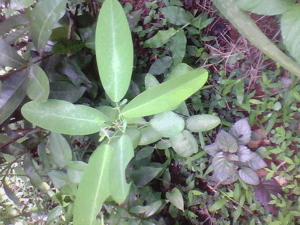 Telegraph Plant, Codariocalyx motorius