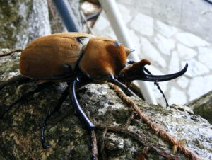 Elephant Beetle, Megasoma elephas