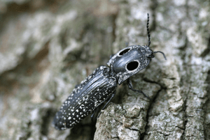 Click Beetle