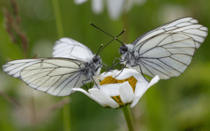 Black Veined White, Aporia crataegi