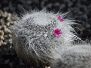 Old Woman Cactus, Mammillaria hahniana