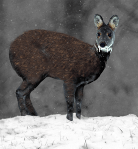 Kashmir Musk Deer, Moschus cupreus