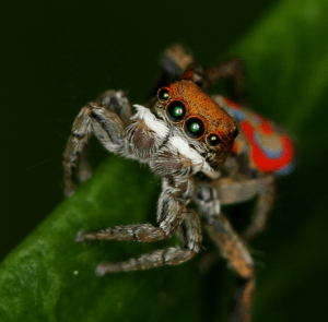 Peacock Spider, Maratus volans