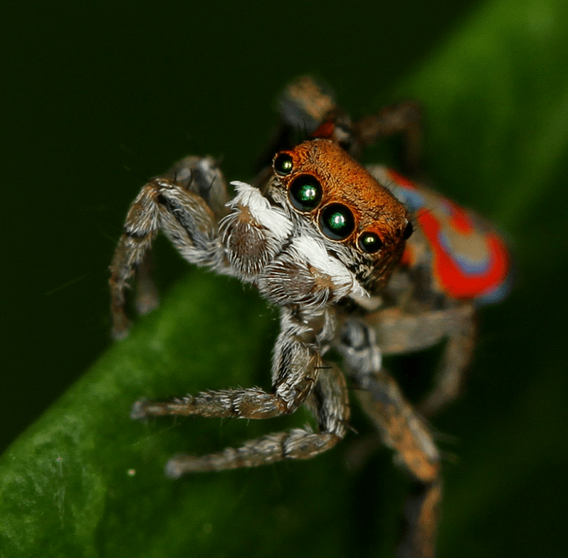 Peacock Spider Tiny Arachnid Beauty Our Breathing Planet