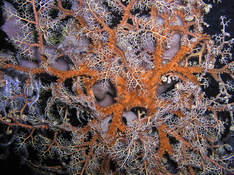 Basket Star l Remarkable Creature - Our Breathing Planet