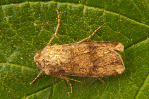 Turnip Moth, Agrotis segetum