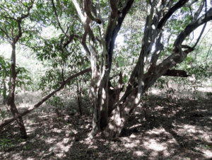 African Blackwood, Dalbergia melanoxylon