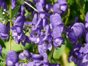 Wolfsbane