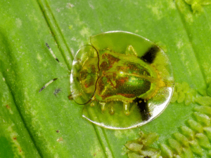 Golden Tortoise Beetle, Charidotella sexpunctata