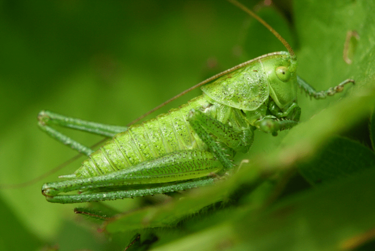 Green Bush Cricket l Awesome Insect - Our Breathing Planet