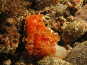 Spanish Dancer, Hexabranchus sanguineus