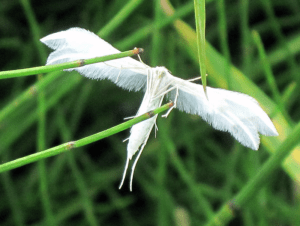 Plume Moth, Pterophoridae