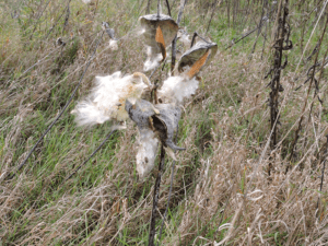 Milkweed, Asclepias