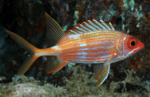 Longspine Squirrelfish, Holocentrus rufus