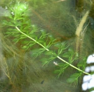 Waterwheel Plant, Aldrovanda vesiculosa