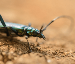 Musk Beetle, Aromia moschata