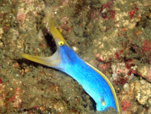 Ribbon Eel, Rhinomuraena quaesita