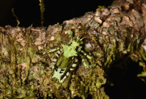 Lichen Katydid, Markia hystrix