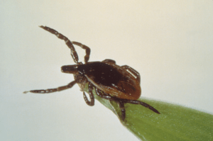 Deer Tick, Ixodes scapularis