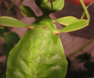 Phyllium Siccifolium