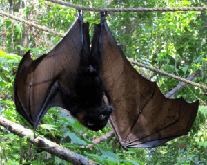 Malaysian Flying Fox, Pteropus vampyrus