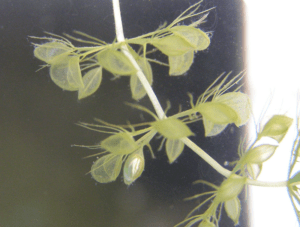 Waterwheel Plant, Aldrovanda vesiculosa