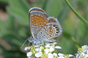 Western Pygmy Blue, Brephidium exilis