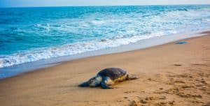 Olive Ridley Sea Turtle, Lepidochelys olivacea