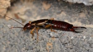 European Earwig, Forficula auricularia Linnaeus