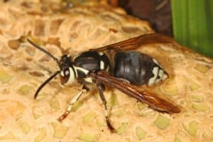 Bald Faced Hornet, Dolichovespula maculata