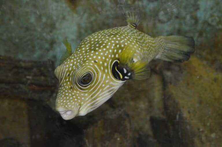 White Spotted Puffer l Remarkable - Our Breathing Planet