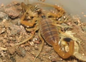 Deathstalker Scorpion, Leiurus quinquestriatus