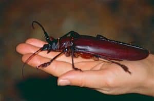 Titan Beetle, Titanus giganteus