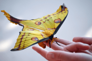 Comet Moth, Argema mittrei