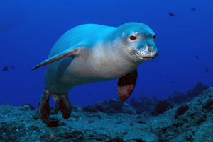 Hawaiian Monk Seal, Neomonachus schauinslandi