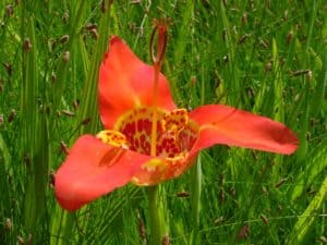 Tiger Flower, Tigridia pavonia