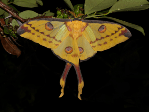 Comet Moth, Argema mittrei