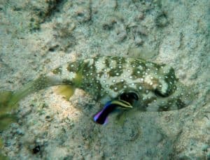 White Spotted Puffer, Arothron hispidus